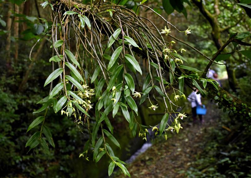 室戸市の山道彩るキバナノセッコク 淡い黄緑がほんのり 高知新聞