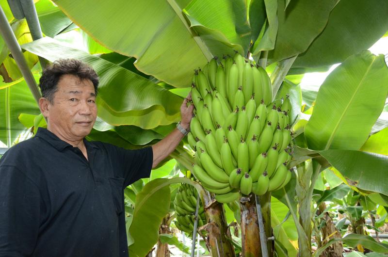 須崎 無農薬バナナ好評 ラン農家 藤田さん すっきり甘く 高知新聞