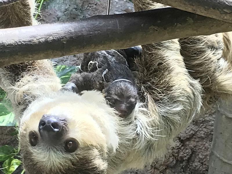 ナマケモノ赤ちゃん誕生 のいち動物公園 繁殖通算６頭目 愛称を投票中 高知新聞