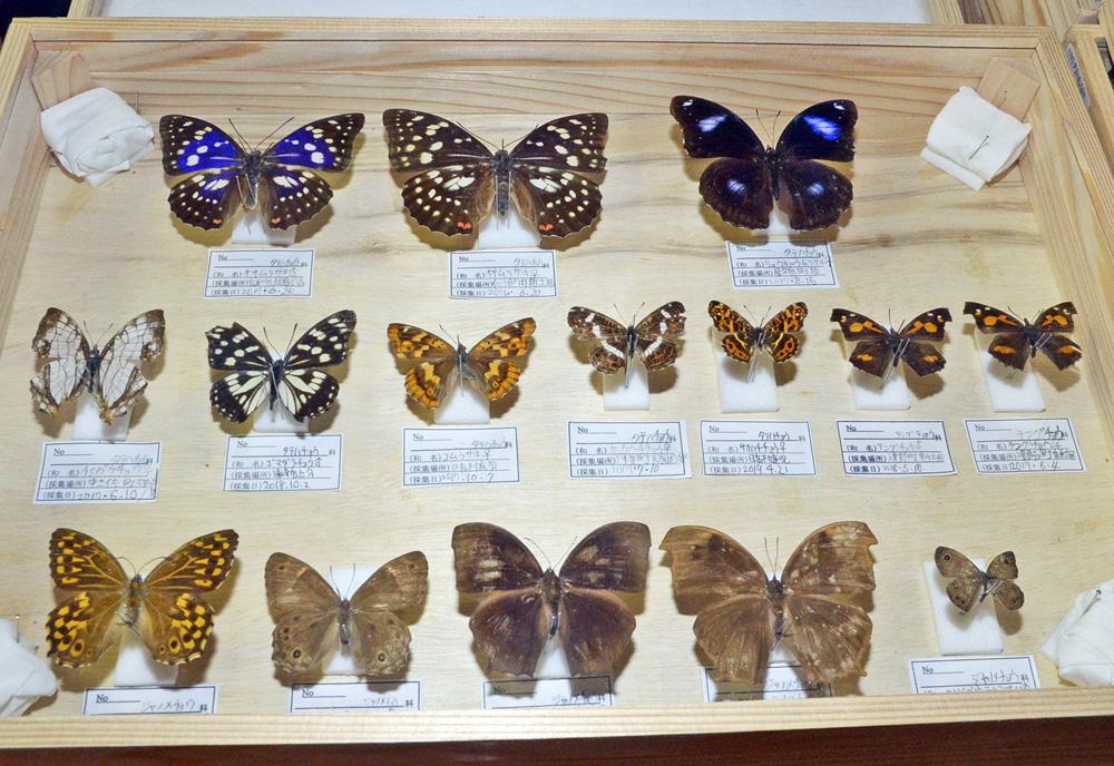 秋の企画展 自然の昆虫標本展 高知新聞