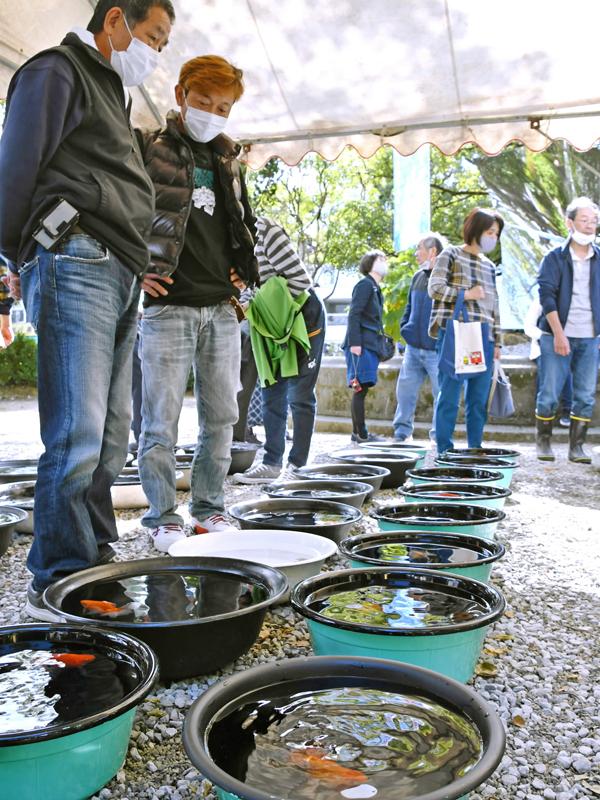 土佐錦魚品評会 高知市で観光客ら魅了 高知新聞