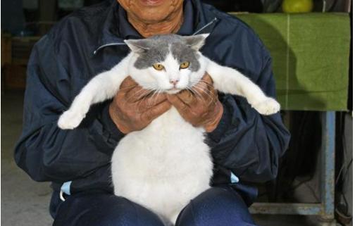 奇跡､ようもんてきた｣ 行方不明だった愛猫７年半ぶり帰宅 土佐市 