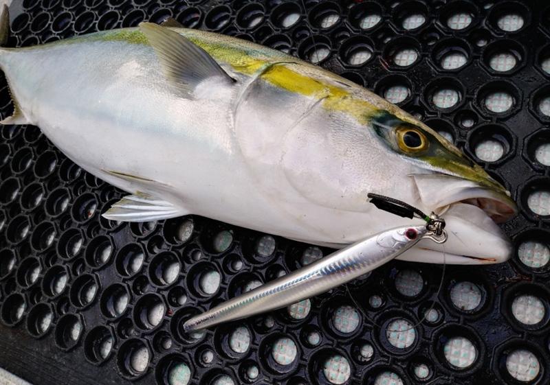 はっぴぃ魚ッチ 瀬戸内海の激流ジギング 根掛かり避け絶品青物 高知新聞 はっぴぃ魚ッチ 瀬戸内海の激流ジギング 根掛かり避け絶品青物 高知新聞