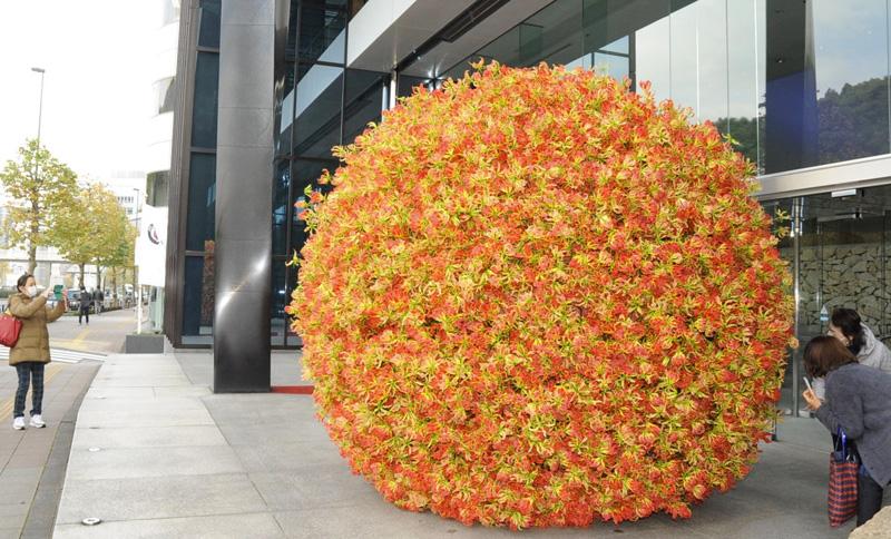 グロリオサ５０００本で直径３メートルの球体 高知県産 東京 赤坂 高知新聞