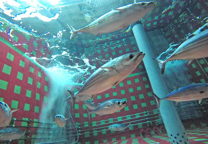 カツオ養殖 未来開く 高知県内の産学タッグで挑戦中 食料問題の解決策に 高知新聞