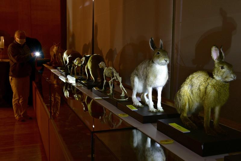 闇に浮かぶ動物の剥製 横倉山博物館 説明省き展示 越知町 高知新聞 闇に浮かぶ動物の剥製 横倉山博物館 説明省き展示 越知町 高知新聞