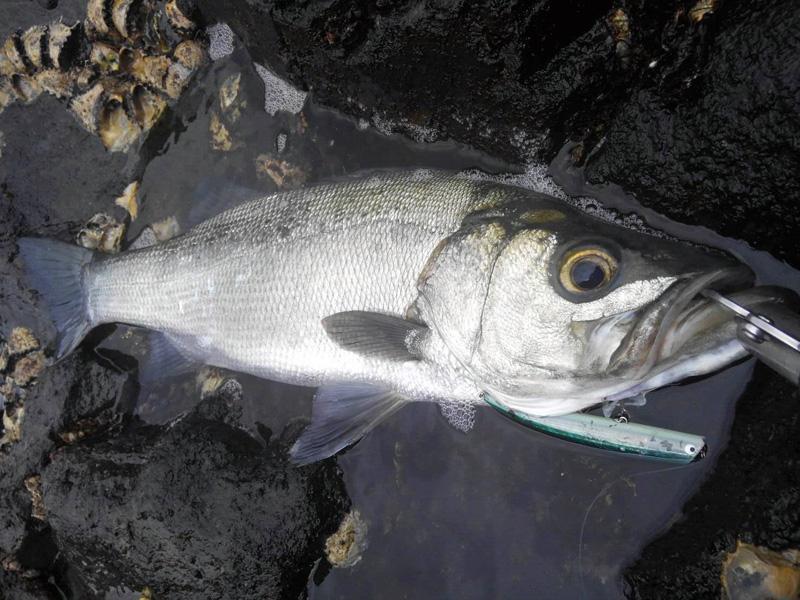 魚信 はっぴぃ魚ッチ 当たるのに掛からない ヒラスズキの熱い冬 松浦鮎人 高知新聞