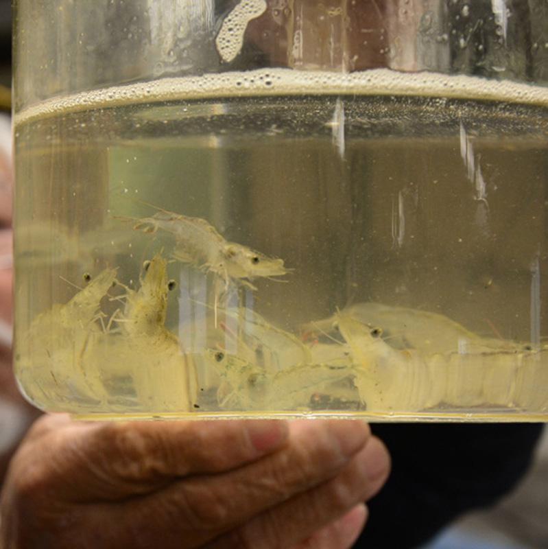 バナメイエビを完全養殖 父の技継承 大月町の企業がクラウドファンディング 高知新聞