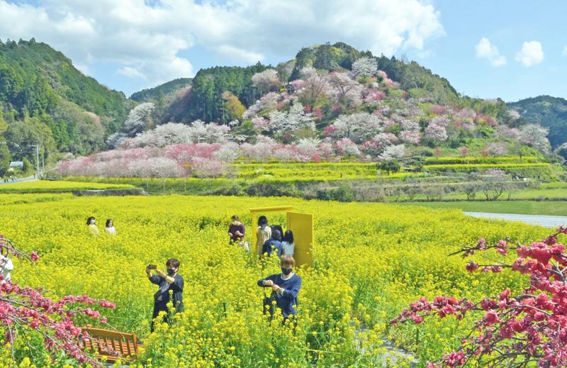 桃源郷で春色三重奏 香南市の西川花公園見頃 高知新聞