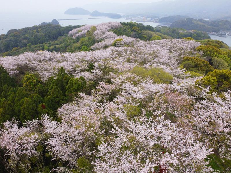ドローン動画 山並み走る 桜流 ９０００本が見頃最終盤 宿毛 大島 高知新聞