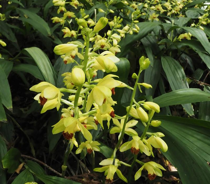 動画 ガンゼキランが見頃 高知県立牧野植物園で５ １６まで公開 高知新聞