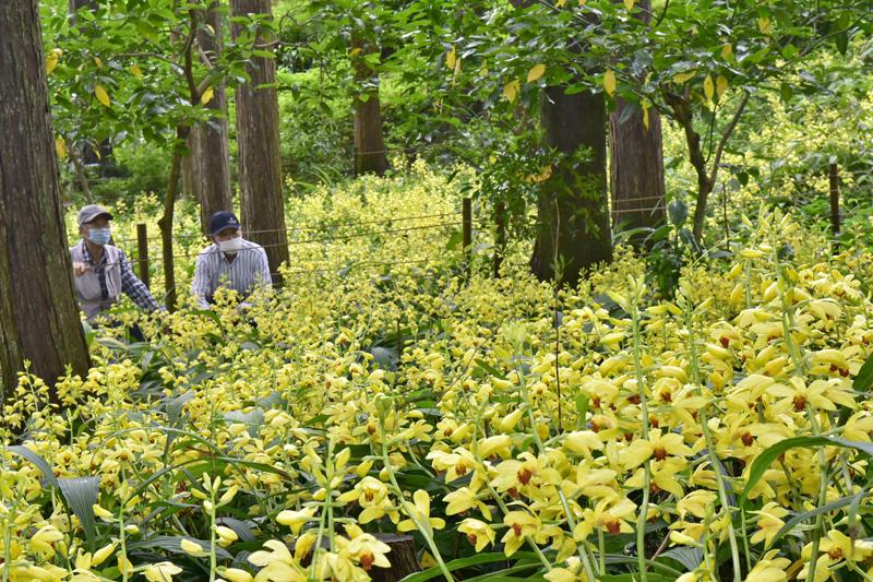 絶滅危惧種ガンゼキラン鮮やか 高知 佐川町の牧野公園で見頃 高知新聞