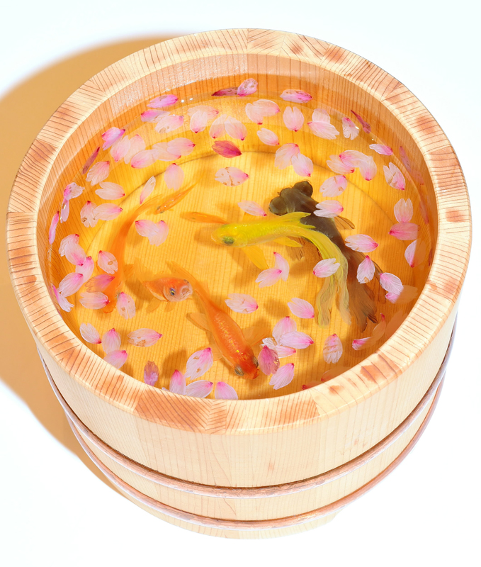 金魚( 仮題 )」江春 画 金魚( 仮題 )」江春 画