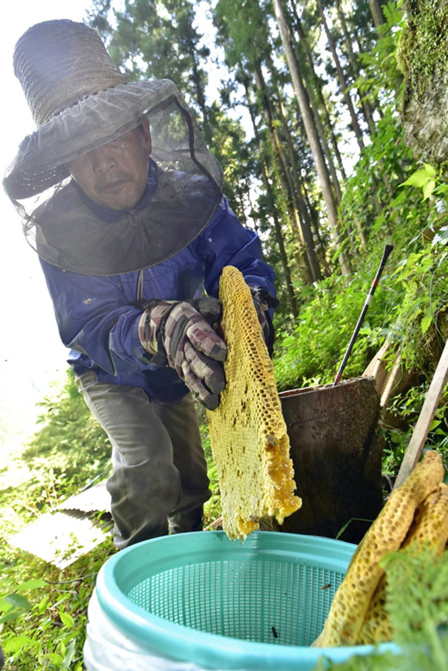蜂蜜を採取する中内健一さん(仁淀川町椿山)