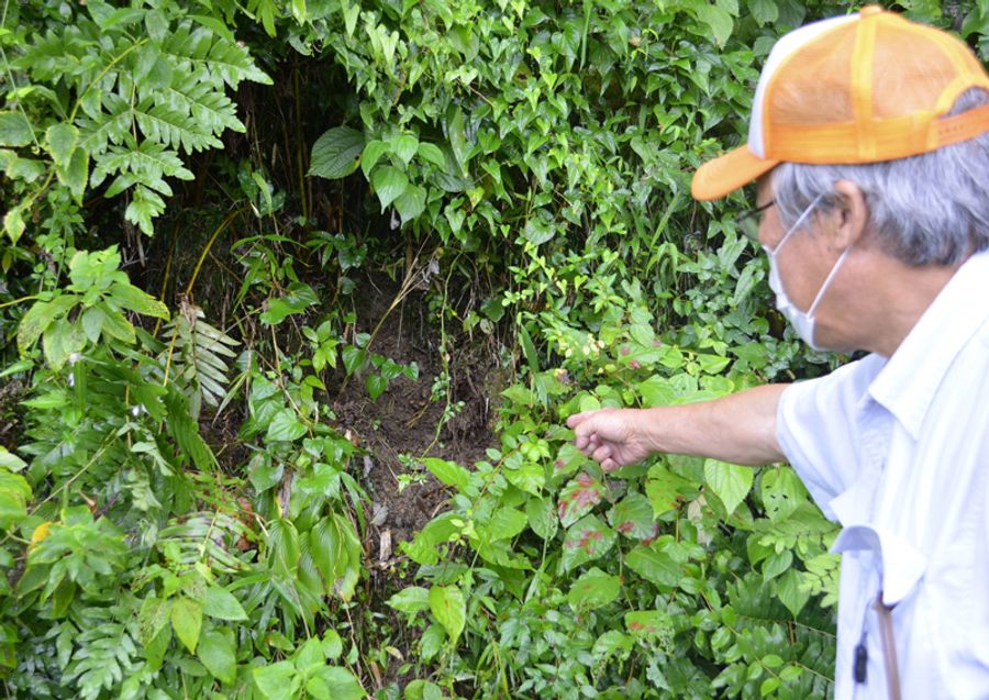 自生していた植物が盗掘された跡。土ごとごっそり持ち去られている(四万十町)