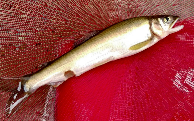 魚信 はっぴぃ魚ッチ アユ感染「マスク」とは？ クールで熱い魚病博士 
