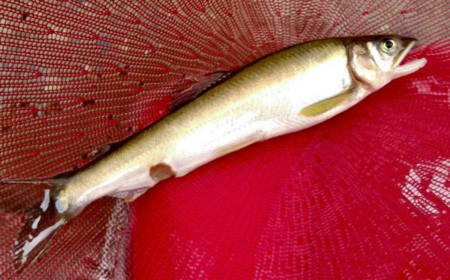 魚信 はっぴぃ魚ッチ アユ感染 マスク とは クールで熱い魚病博士 高知新聞 魚信 はっぴぃ魚ッチ アユ感染 マスク とは クールで熱い魚病博士 高知新聞