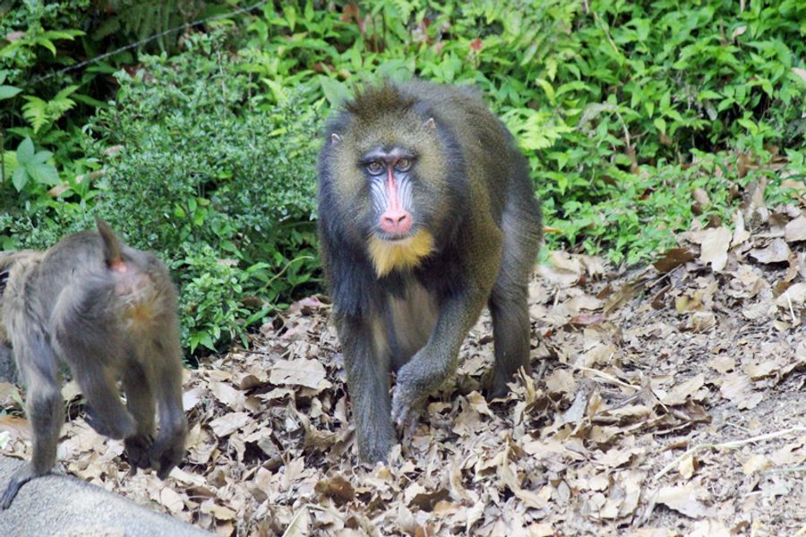 国内最高齢の31歳8カ月で天国へ旅立ったマンドリルのユリア(写真はいずれも香南市の県立のいち動物公園=同園提供)