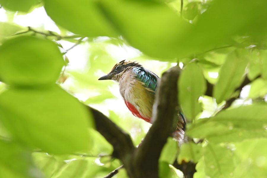 高知県の鳥 ヤイロチョウ避難 四万十町の繁殖地に外来種 サンジャク 森の一角から姿消す 高知新聞