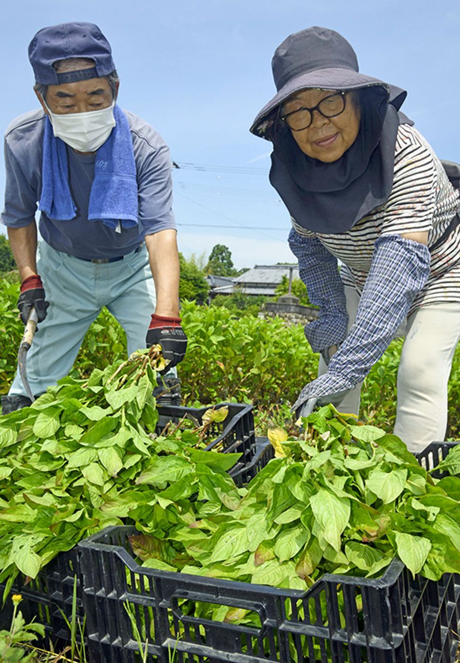 藍の葉を収穫する依光文雄さんと洋子さん（写真はいずれも香美市土佐山田町楠目）