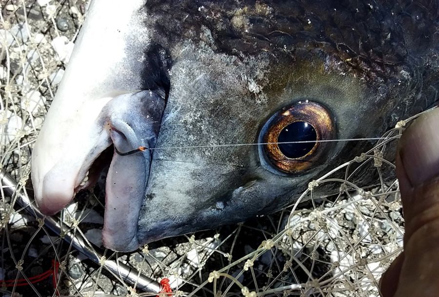 魚信 はっぴぃ魚ッチ 高知はチヌ天国 手軽なヘチ釣りいかが 松村正一郎 高知新聞