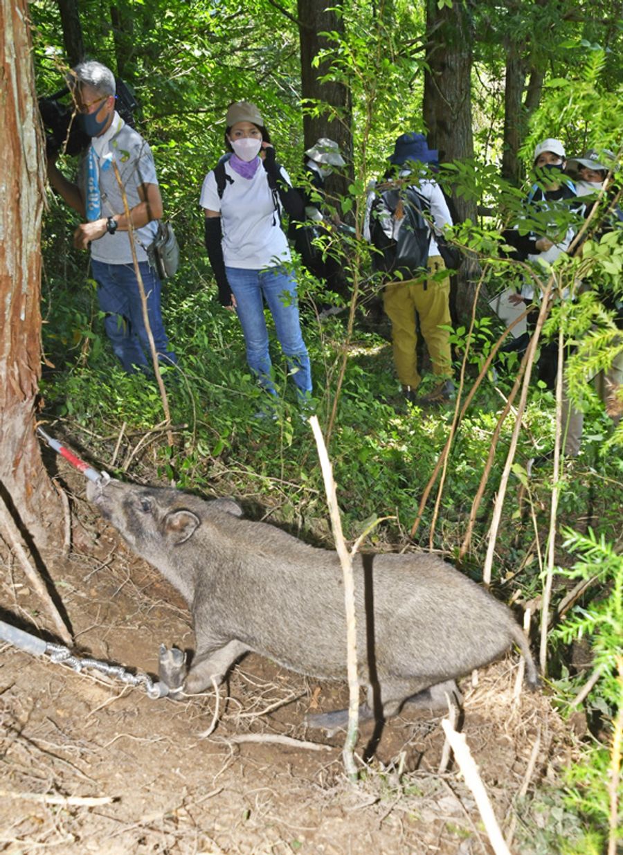 わなに掛かった状態のイノシシを見学する参加者(土佐市谷地)