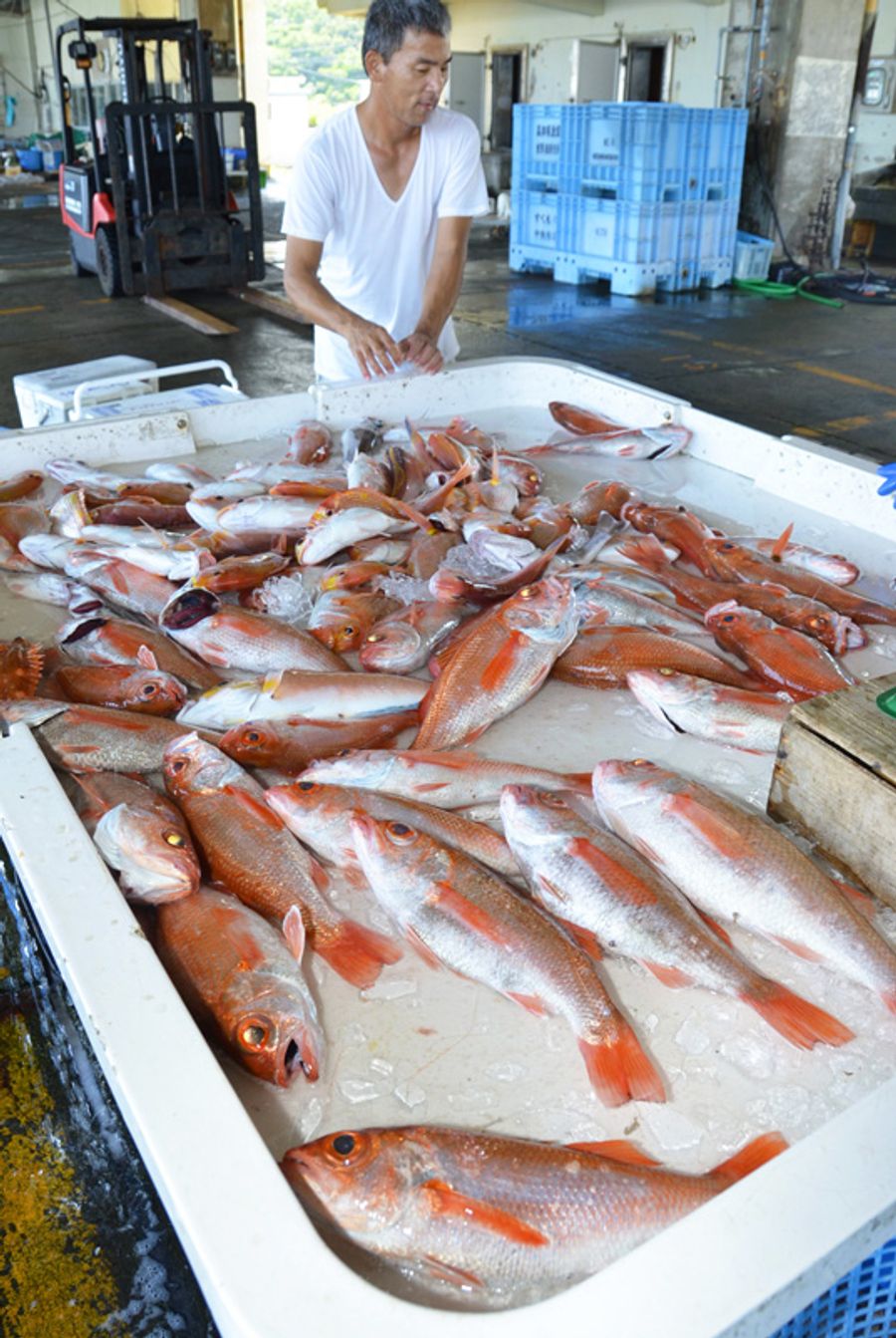 １キロ１万円 高級魚ノドグロ漁が最盛期 高知県黒潮町 高知新聞