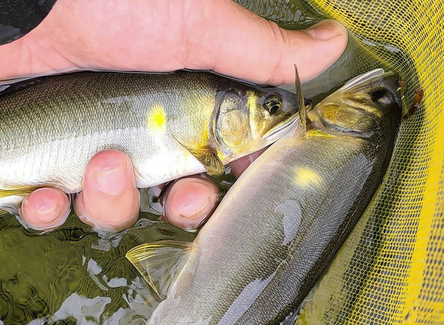 アユのえらぶた付近に黄色く浮き出た「追い星」。宝物の象徴だった