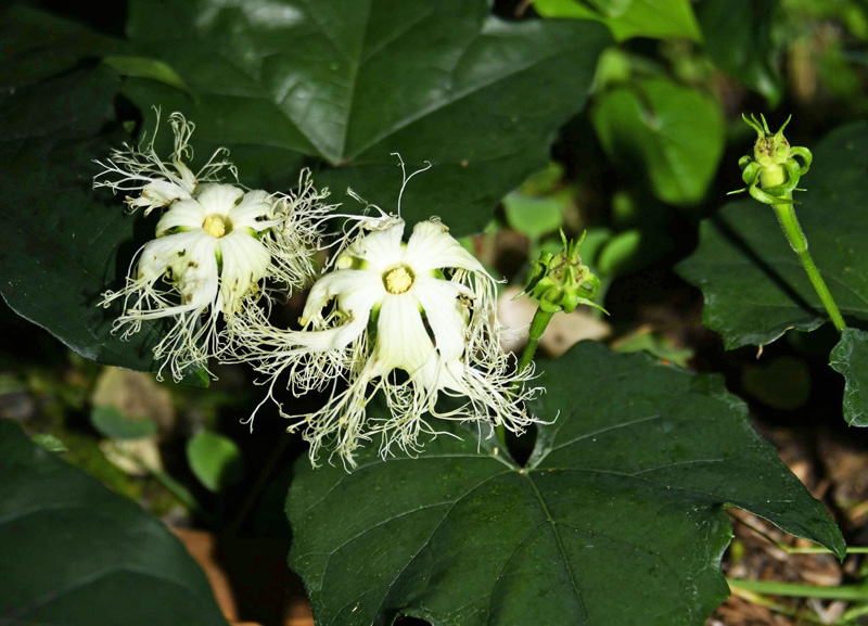 純白の一夜花 月光に輝くキカラスウリ 高知県立甫喜ケ峰森林公園 高知新聞