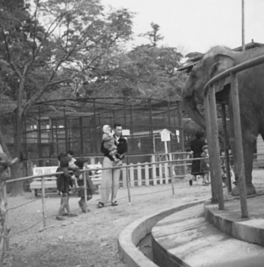 高知城内の高知市立動物園で飼育されていたゾウの「南海子」（龍馬の生まれたまち記念館提供）