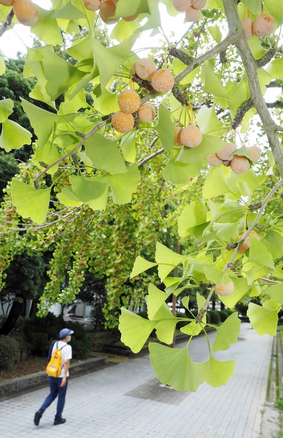 ギンナン実り 匂う秋 高知市の城西公園 高知新聞