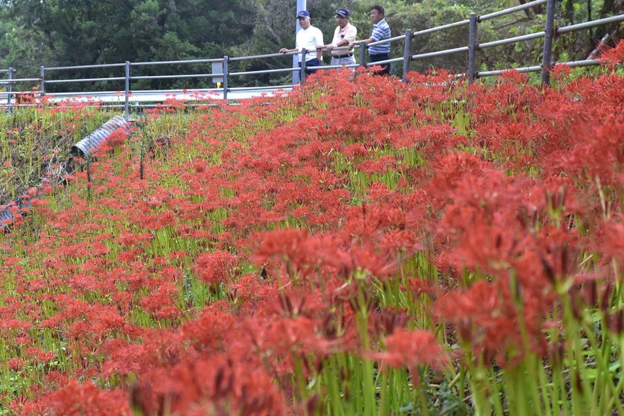 斜面を鮮やかに染める真っ赤な彼岸花の群生(佐川町中組)