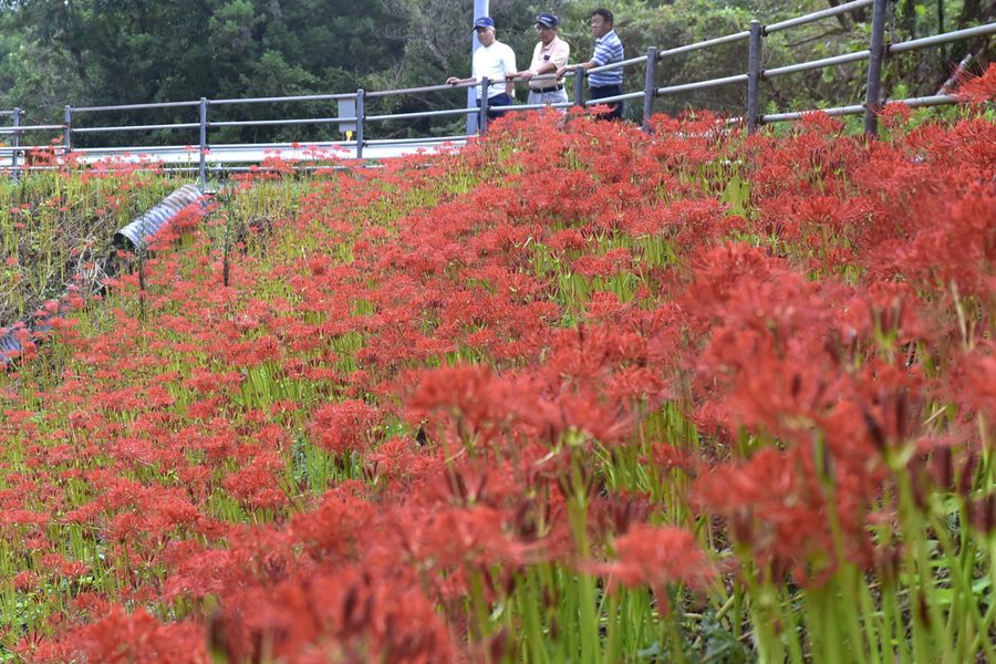 斜面を鮮やかに染める真っ赤な彼岸花の群生（佐川町中組）