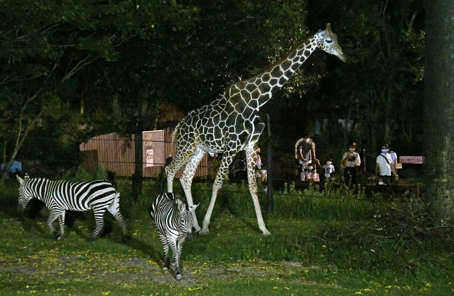 キリンとシマウマの夜の行進を見守る家族連れら（香南市野市町の県立のいち動物公園）