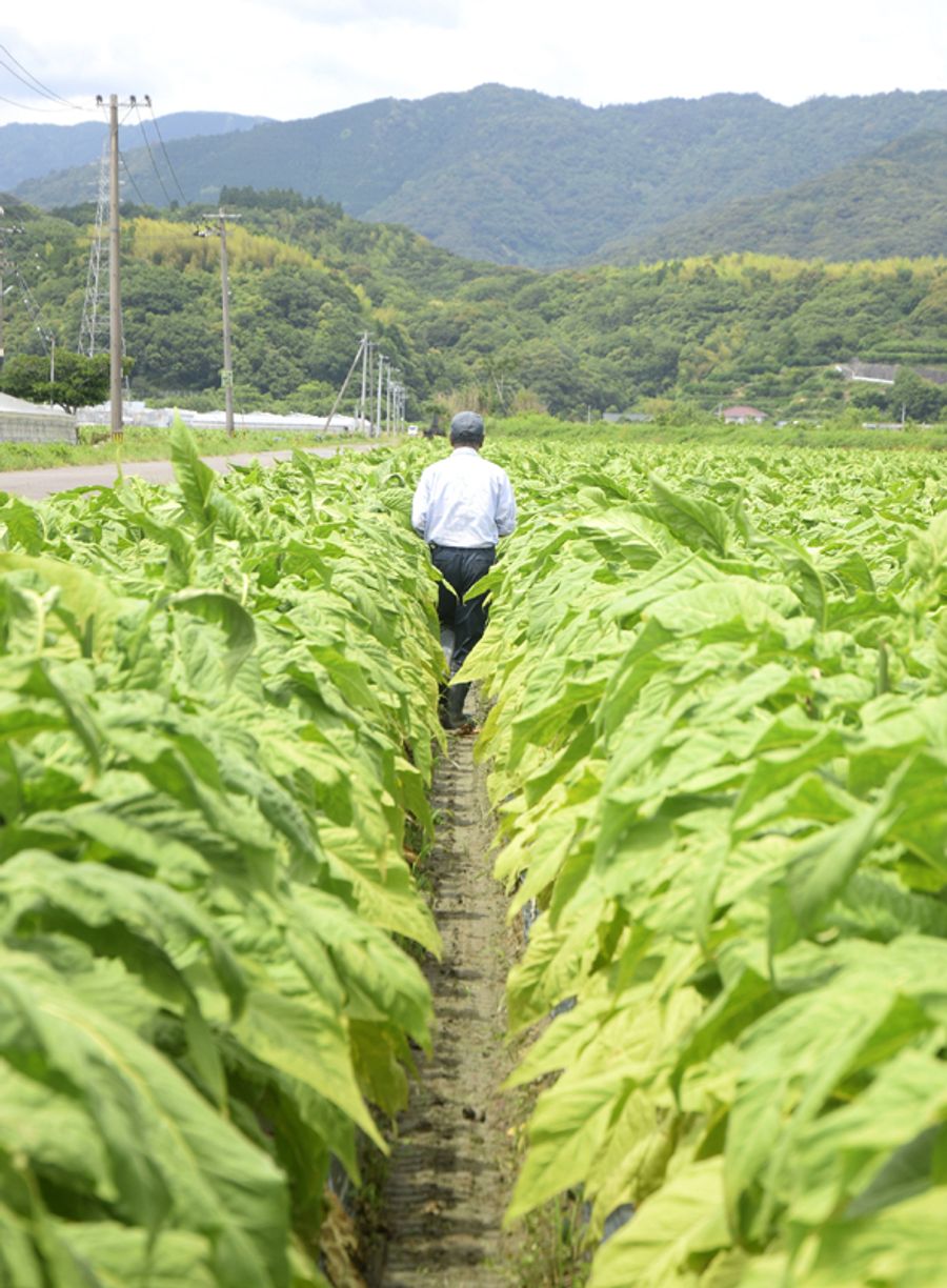 衰退の一途をたどる葉タバコ生産。やめる農家も続ける農家も苦悩している（６月、黒潮町内）