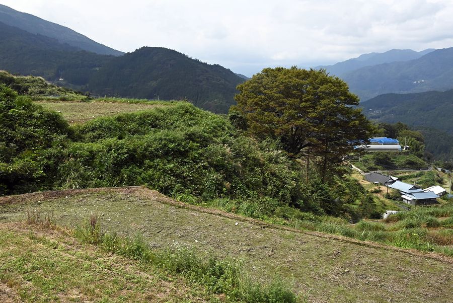 薬用植物を育てる休耕田。標高約５５０メートルにある（大豊町怒田）