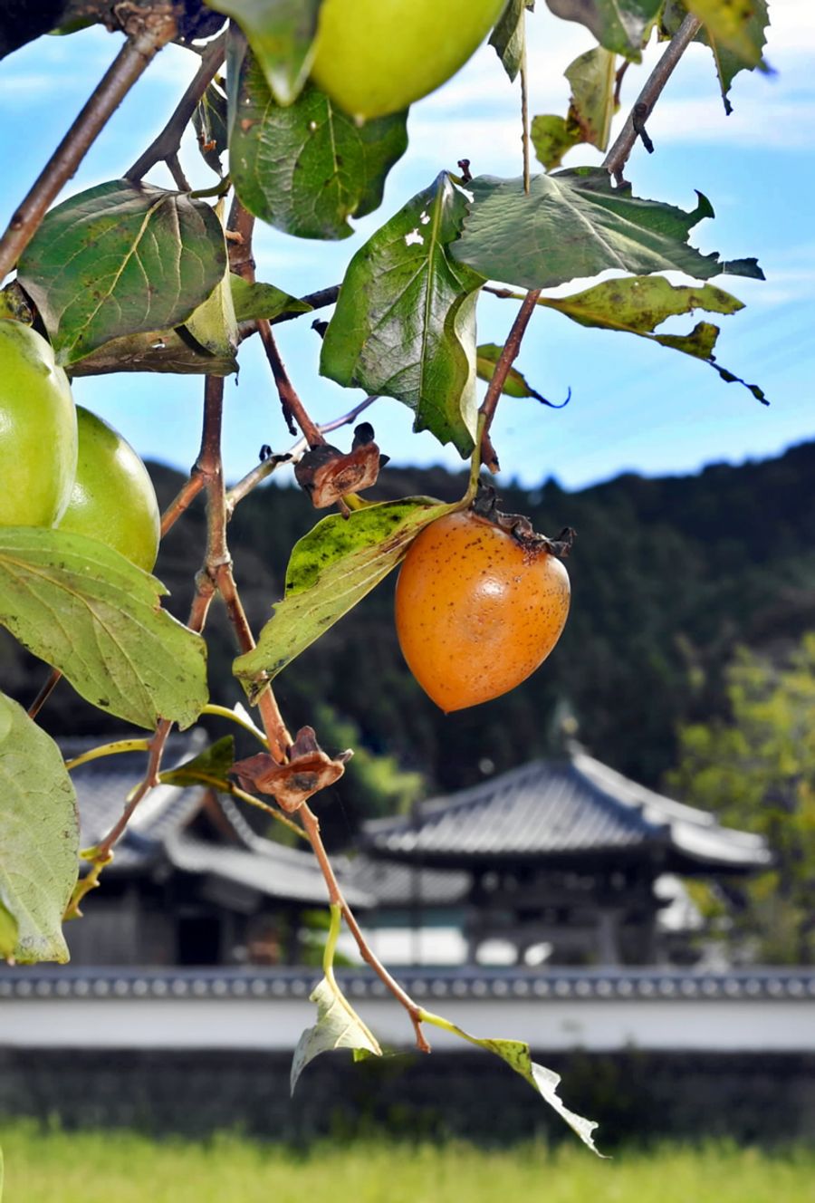 少しずつ色づき始めた柿(高知市春野町秋山)