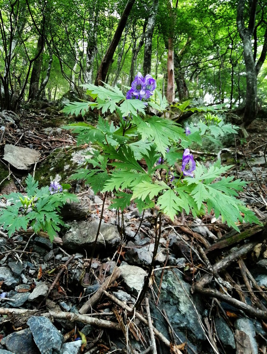 山中に咲くトリカブト(香美市物部町)