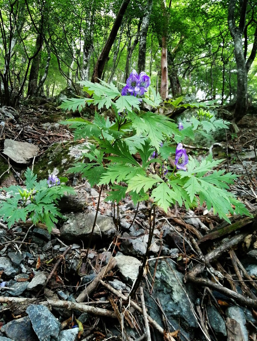 山中に咲くトリカブト（香美市物部町）