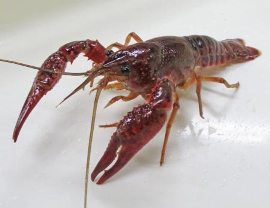 アメリカザリガニの野外放出禁止 飼育は原則ｏｋ 答申案了承 高知新聞