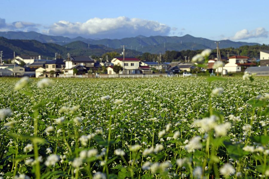 国分寺の北側に広がる、ソバの花の〝白いじゅうたん〟(南国市国分)