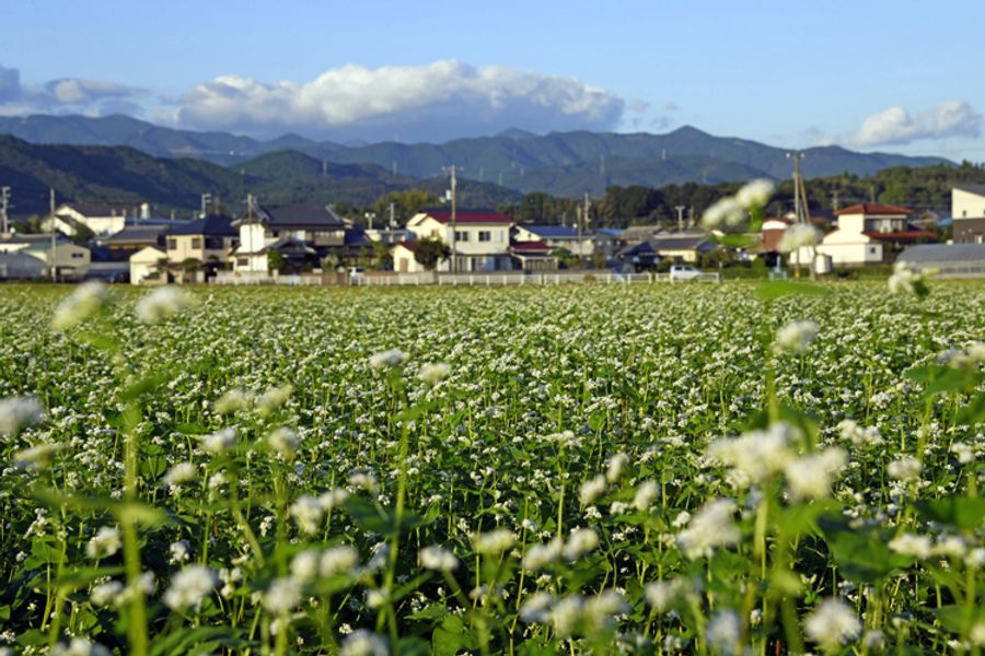 国分寺の北側に広がる、ソバの花の〝白いじゅうたん〟（南国市国分）