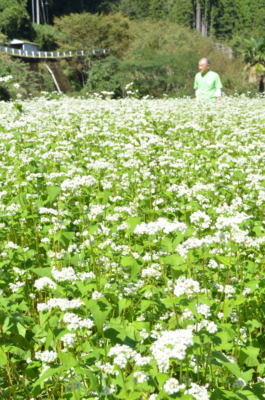 満開に咲いたソバの花。実の収穫は10月下旬から(本山町屋所)