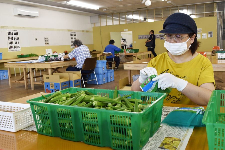農閑期対策のオクラを袋詰めする「TEAMあき」の利用者(安芸市本町3丁目)