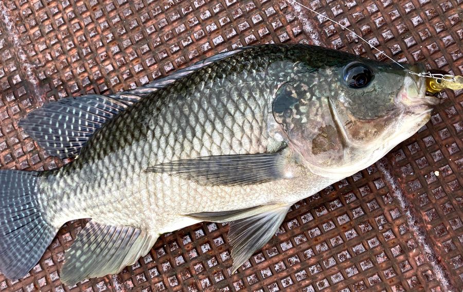 魚信 はっぴぃ魚ッチ ４０年ぶりのティラピア 童心に帰りすぎる釣り 高知新聞