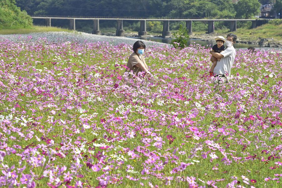 薄紅や白の花々が風に揺れるコスモス畑(越知町の宮の前公園)
