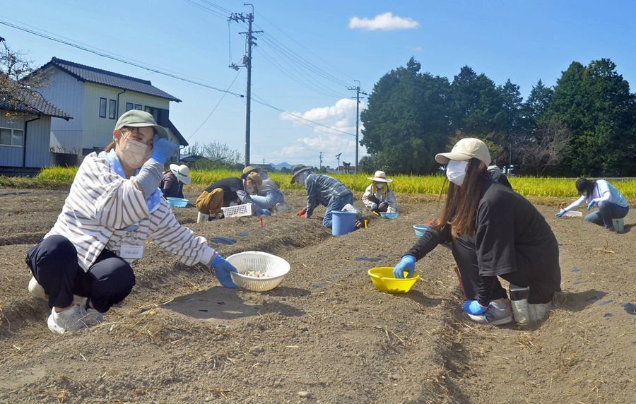 畝に開けた穴にニンニクの種芋を植えていく学生たち（南国市下末松）