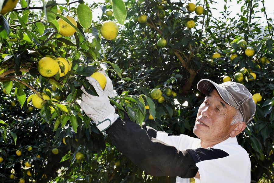 ユズの搾汁が始まり、収穫に汗を流す農家(安芸市井ノ口乙)