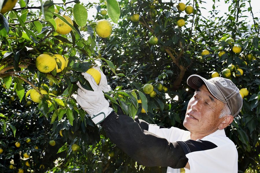 ユズの搾汁が始まり、収穫に汗を流す農家（安芸市井ノ口乙）