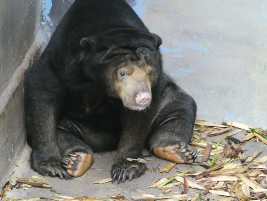 推定２７歳で死んだ雌のタオチイ。６頭を出産した（県立のいち動物公園提供）